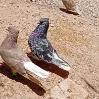 دم سفید