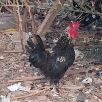 فروش خروس گلین