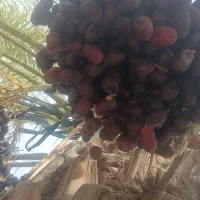 خرما کلوته و مضافتی