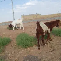 بزغاله چپش پاکستانی عالی۱۷۵۰۰۰۰۰
