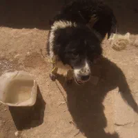 سگ گله