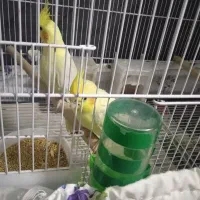 جفت عروس هلندی نروماده