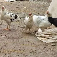مرغ گلین وغازمحلی