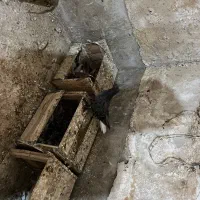 کبوتر سرور دوم سفید