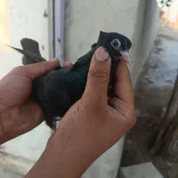 سیاه آبادانی