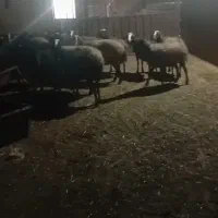 ۲۳۰ راس میش زنده