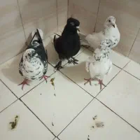 ویپ سالم هستن