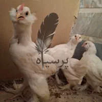 مرندی سفید