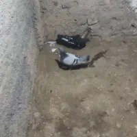 کبوتر جفتگاهی ۱۵ جفت