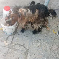 ماده