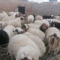 فروش فوری 20راس بره نر 60 به بالا