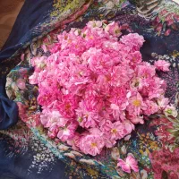 گل محمدی چین روز با عطر بوی خاص