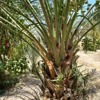 خرما|خدمات باغبانی و درختکاری|یزد, |دیوار