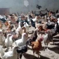 جوجه محلی ۴ماه