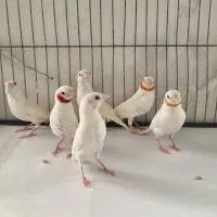 فنچ گلوبریده