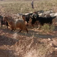 تعداد ۲۰راس بز آبستن