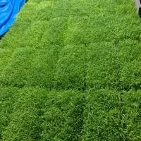 توم جمشید برای نشا