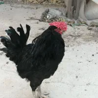 خروس گلین
