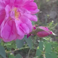 کل محمدی