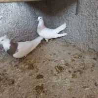 دو جفت کبوتر طوقی ویک عدد سهره
