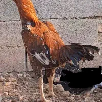 خروس لاری درجه یک