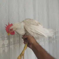 خروس ۷۰۰
