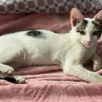 واگذاری بچه گربه نر