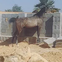 اسب نریان