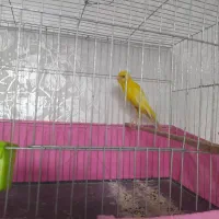 قناری زرد رسمی بلند