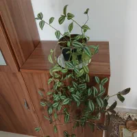 گلدان از خانواده برگ بیدی