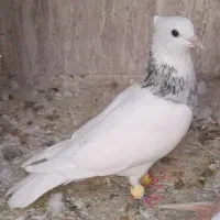 طوقی