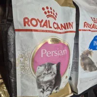 رویال پرشین کیتن اورجینال
