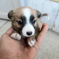 سه تا توله سگ نژاد دار