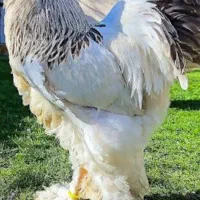 دستگاه جوجه کشی آدیدسک