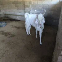 پازن درجه یک