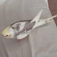 عروس هلندی