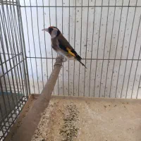 سهره ماده