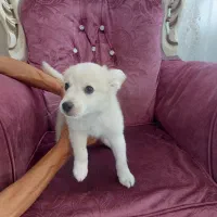 سگ اشپیتز spitz بازیگوش