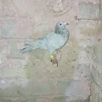 کفتر
