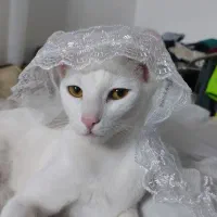 واگذاری گربه سفید نژاد وان ترکی