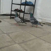 یه جفت پلاکی اصل