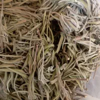 اسطوخودوس