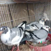 جفتگاه