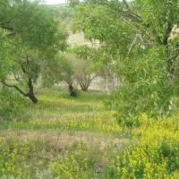 زیبا باغ شهرستان سامان