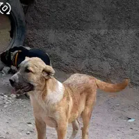 سگ توله