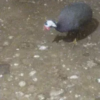 مرغ شاخدار نر