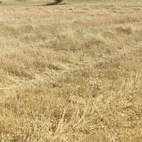کاه کلور جای گندم دیم