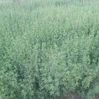 فروش یونجه چین اول ودوم