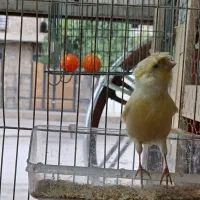 قناری گلستر ماده