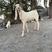 فروش نری گلابی